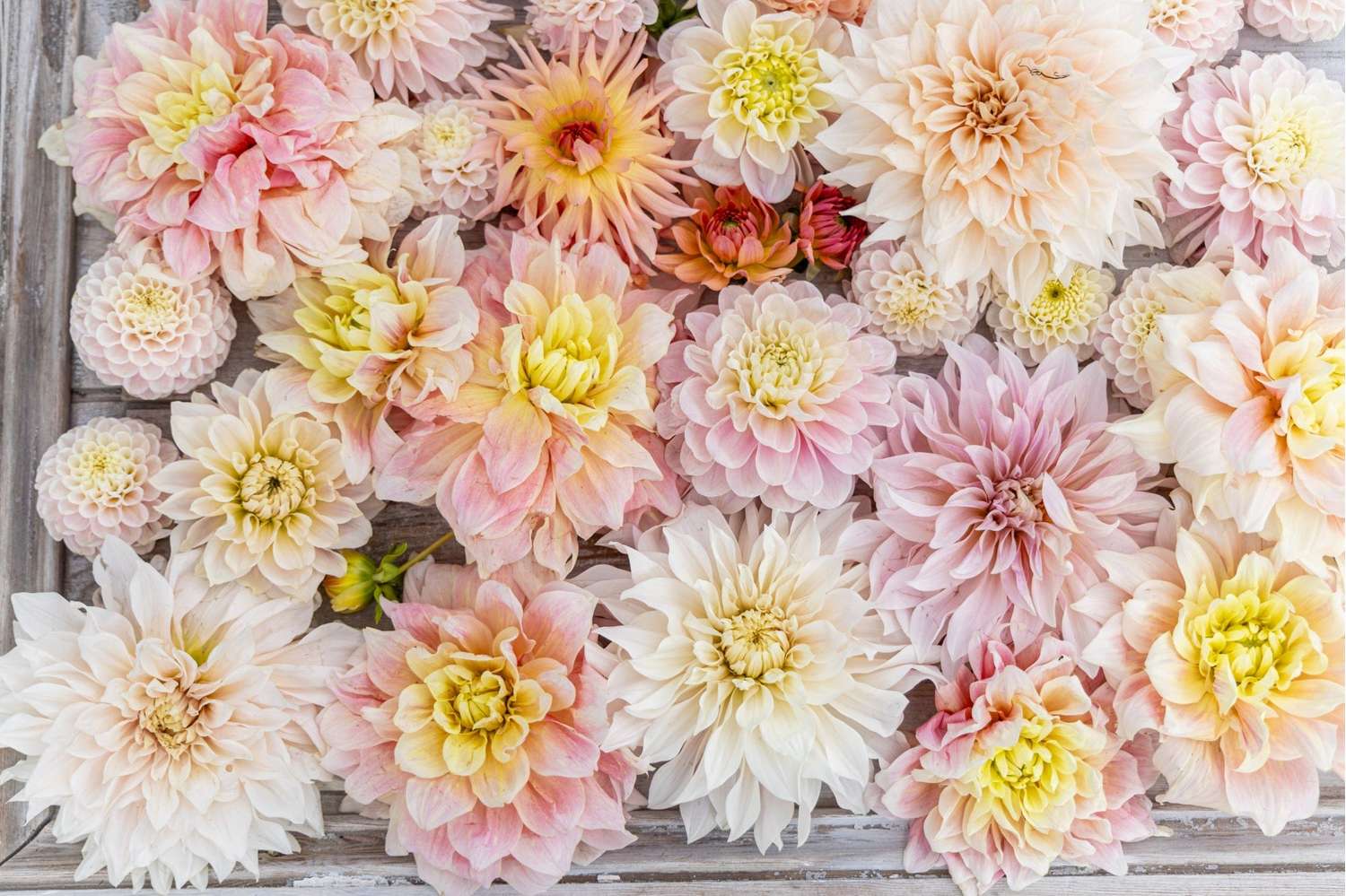 Dahlia mix 'Heavenly Delight'